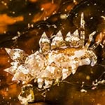Eubranchus pallidus