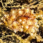 Eubranchus pallidus