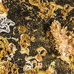 Eubranchus pallidus