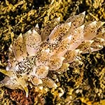 Eubranchus pallidus