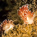 Flabellina nobilis 01