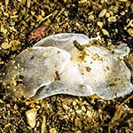 Laona pruinosa