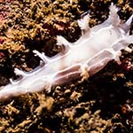 Tritonia lineata
