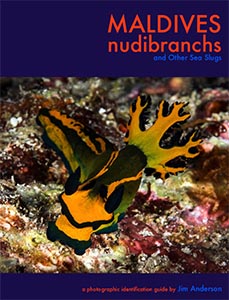 Maldives Nudibranchs