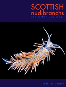 Scottish Nudibranchs