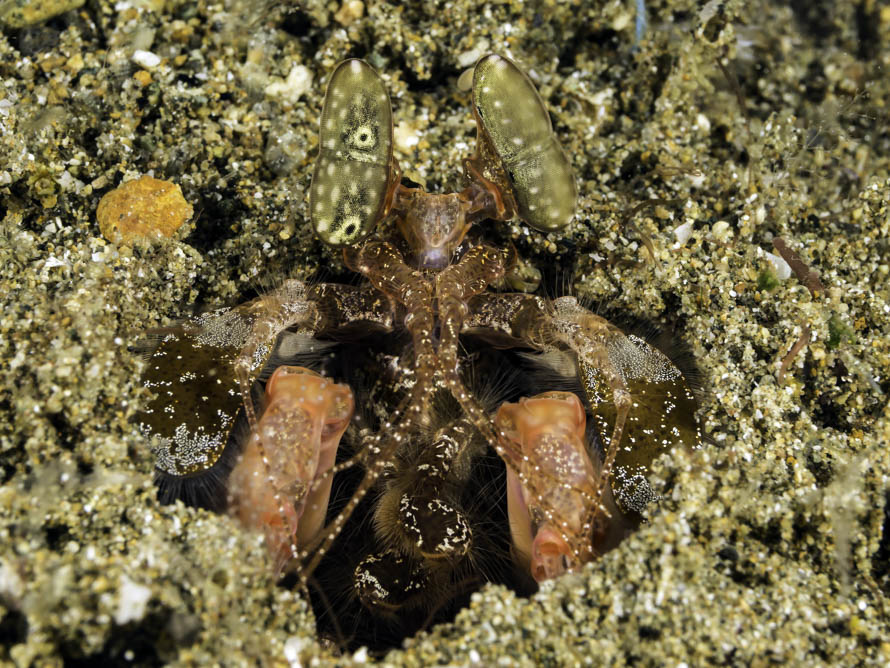 Lysiosquilla lisa 