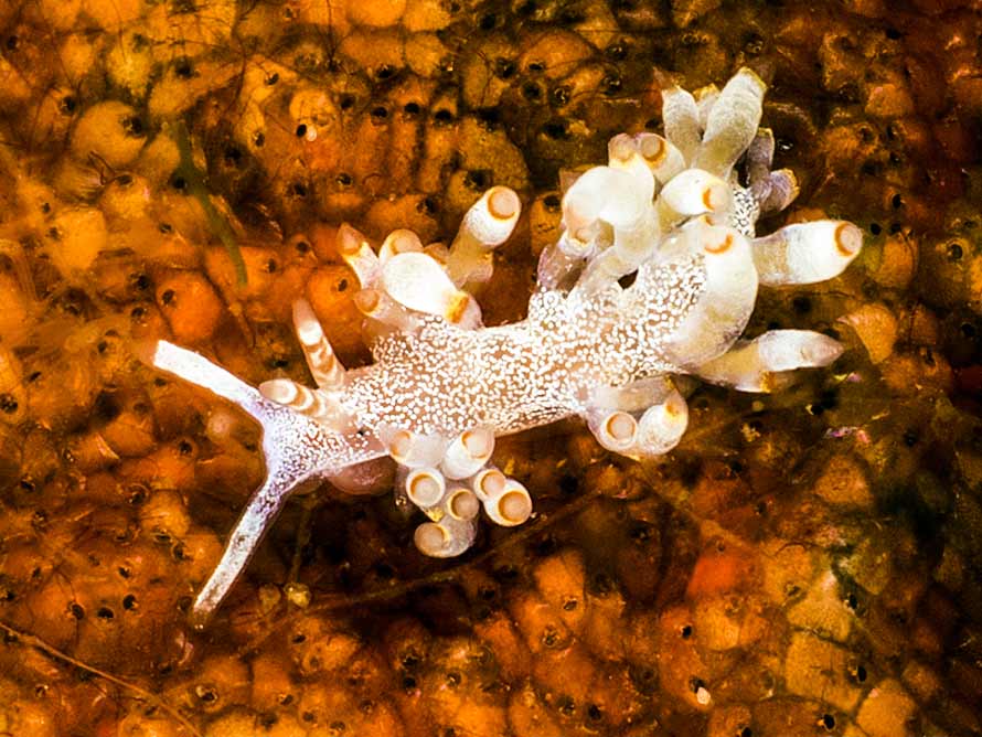 Abronica sp. 3