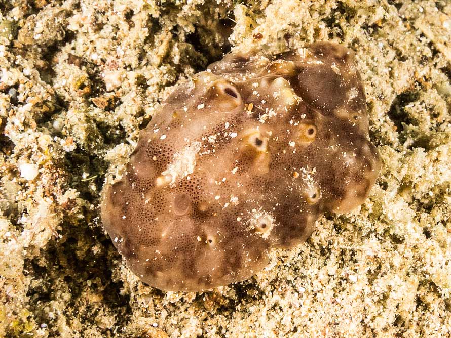 Actinocyclus verrucosus