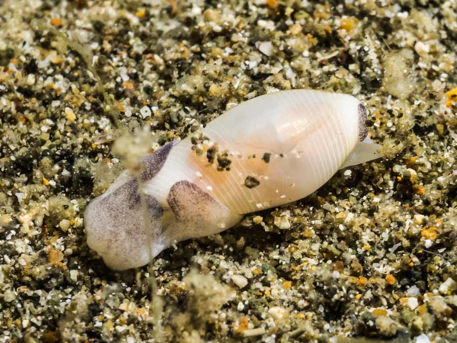 Alicustratum debilis