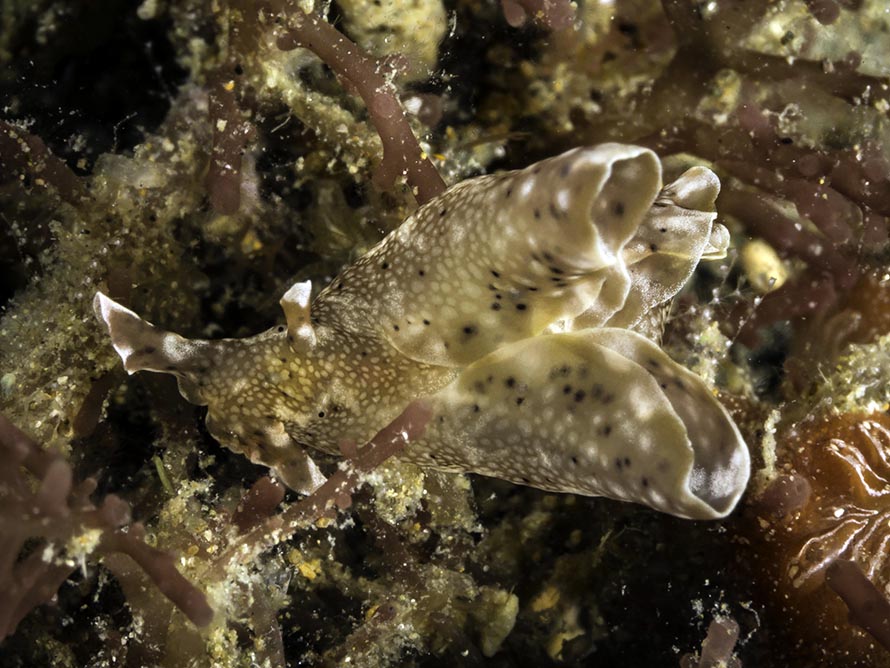 Aplysia sp. E