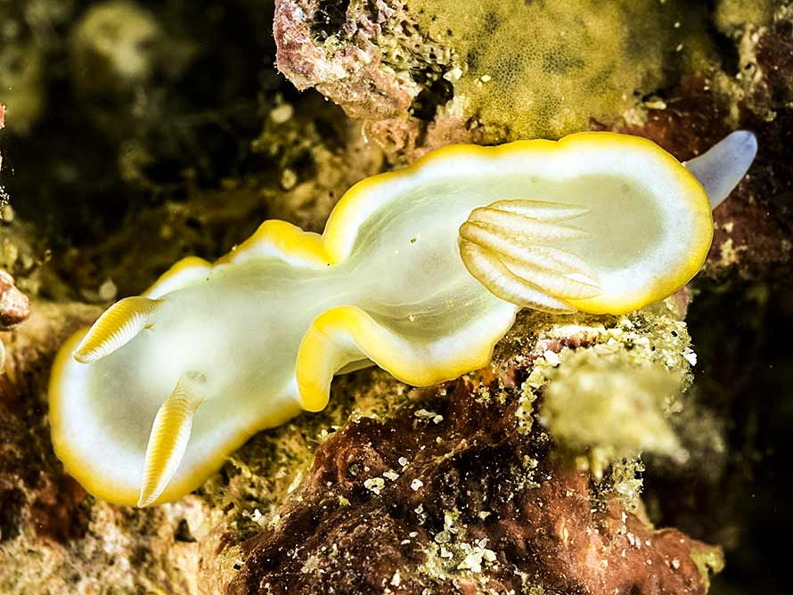 Ardeadoris cf electra