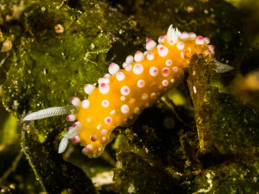 Cadlinella ornatissima