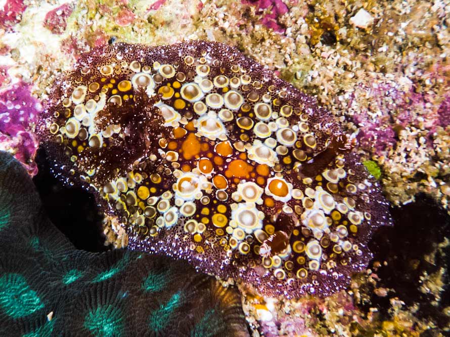 Carminodoris estrelyado