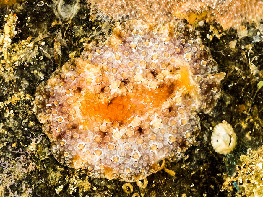 Carminodoris flammea