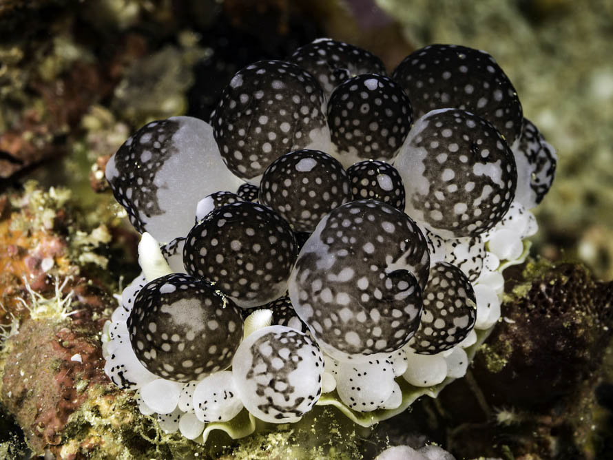 Ceratophyllidia sp. 4