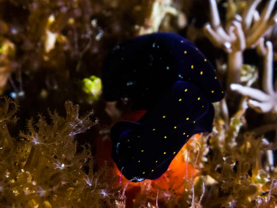 Chelidonura tsuruganus