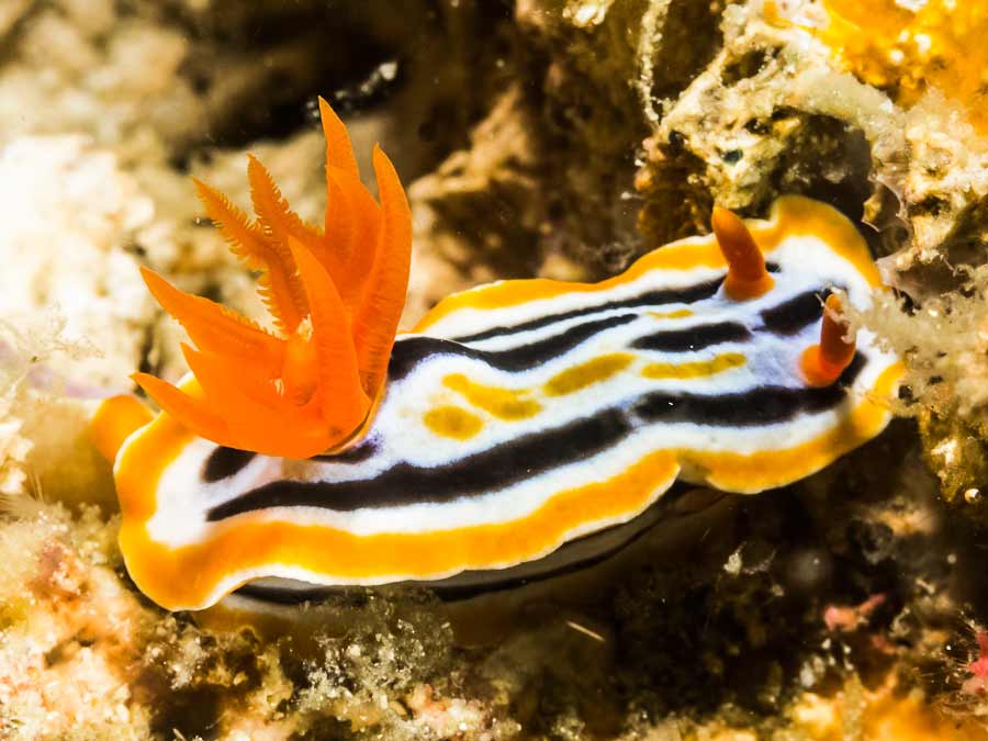 Chromodoris colemani