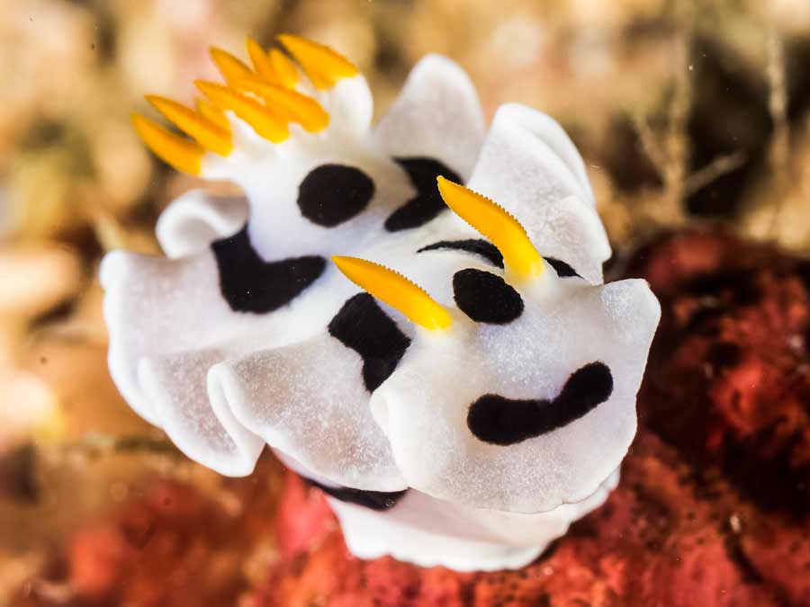 Chromodoris dianae