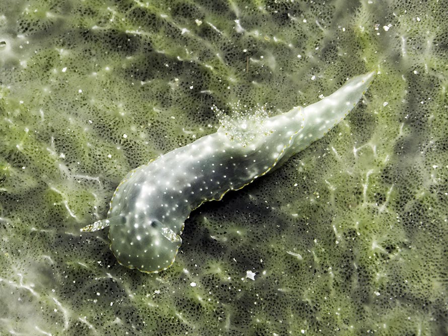 Chromodoris kalakawan
