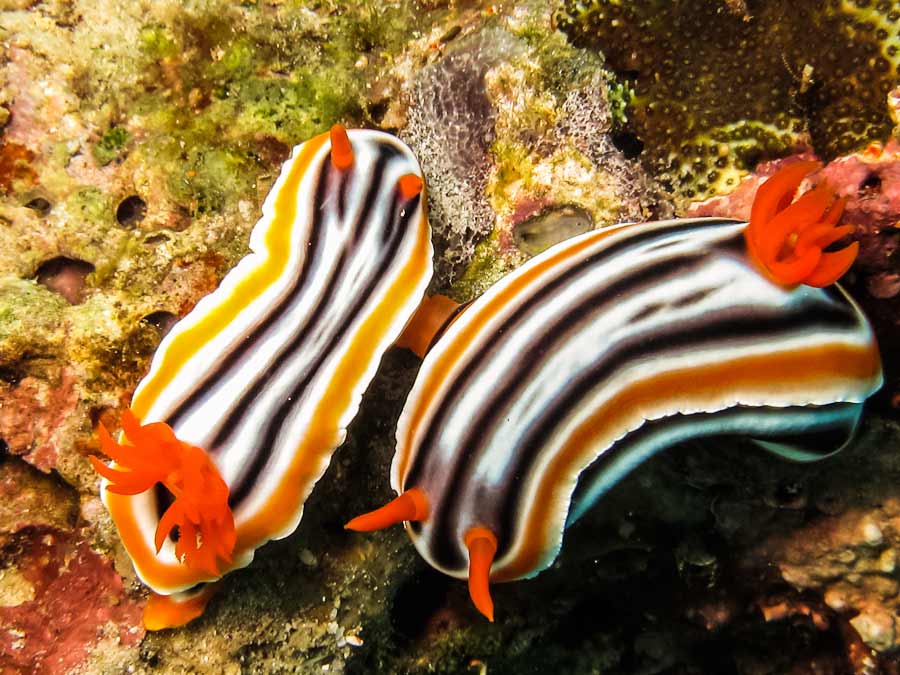 Chromodoris magnifica