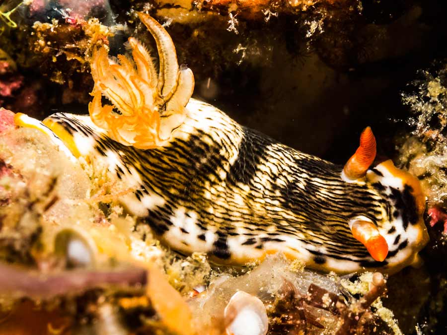 Chromodoris quagga