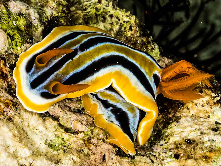 Chromodoris sp. 2
