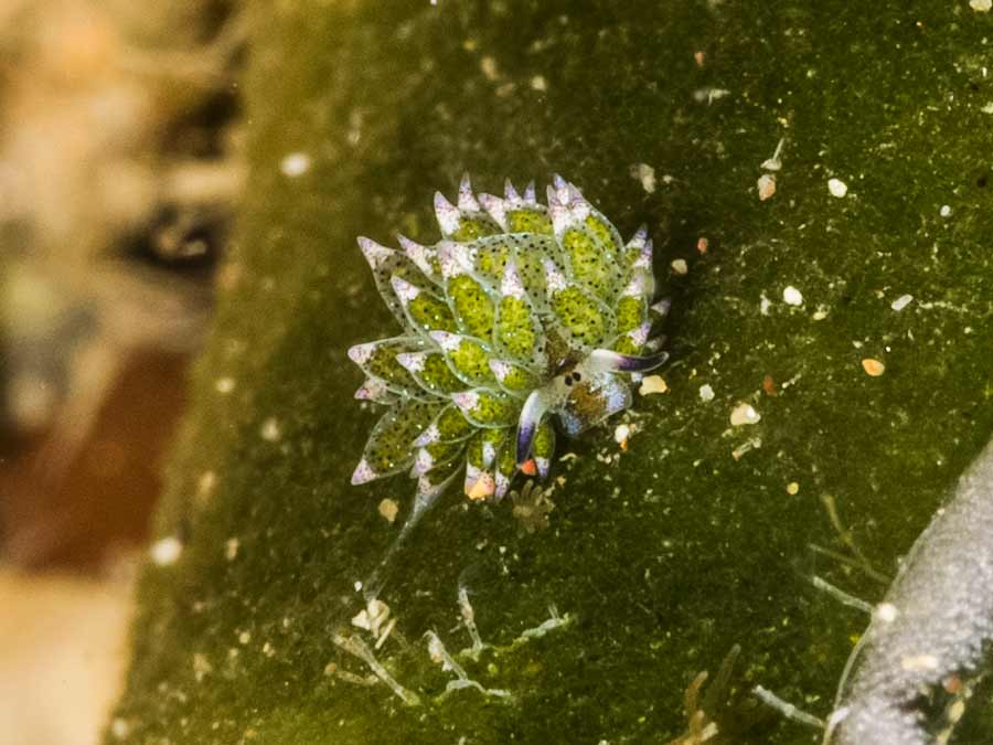 Costasiella kuroshimae