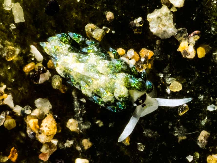 Costasiella fridae