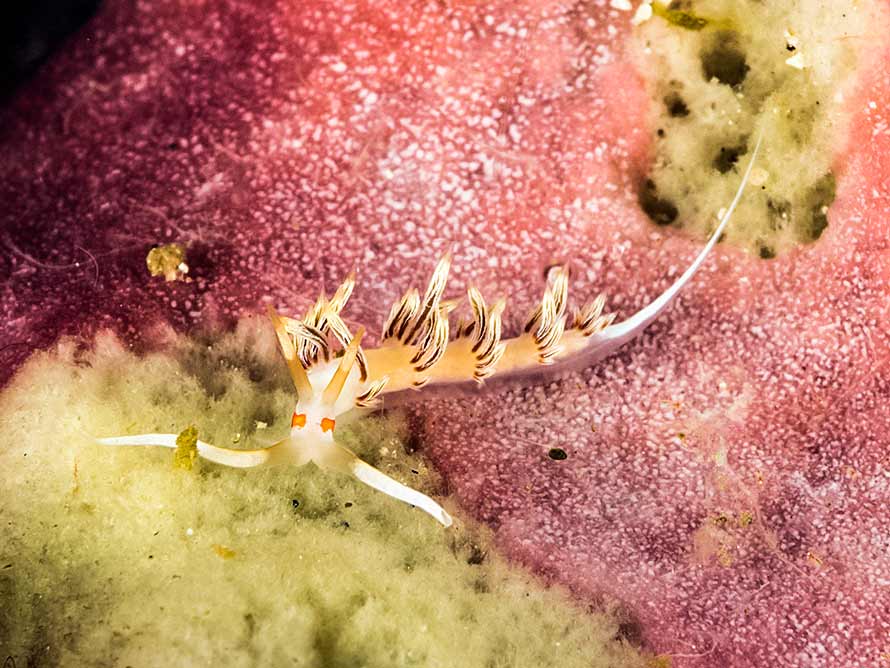Cratena sp. 2