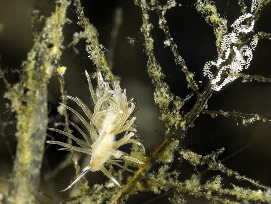 Cratena sp. 4
