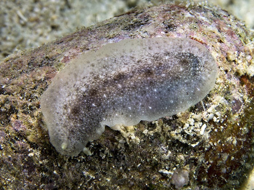 Dendrodoris albobrunnea