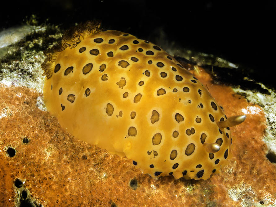 Dendrodoris guttata