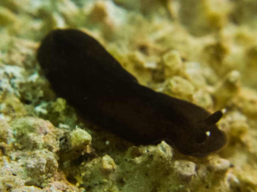 Dendrodoris nigra (Collingwood, 1881)