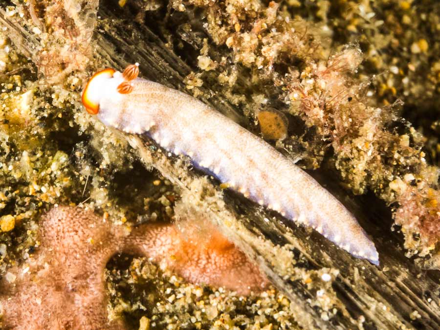 Dermatobranchus funiculus