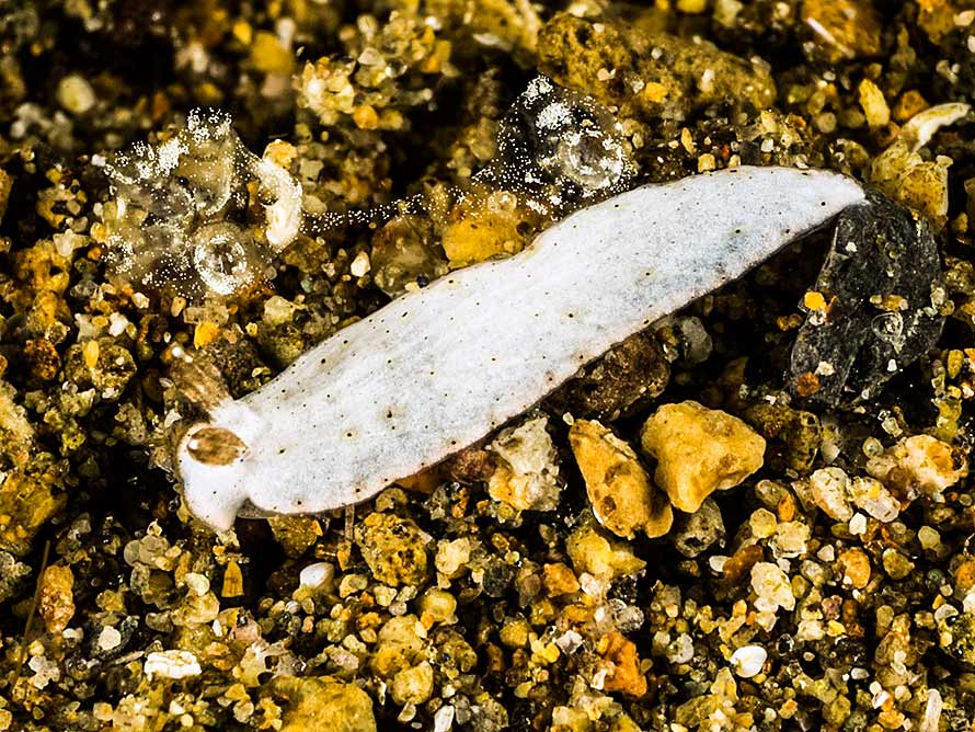 Dermatobranchus sp. 3