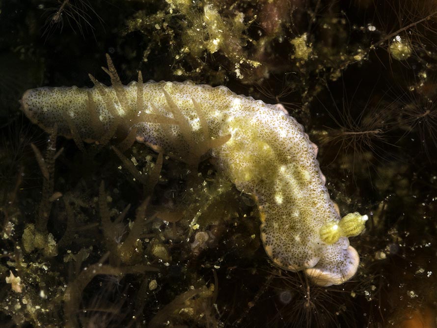 Dermatobranchus sp. C