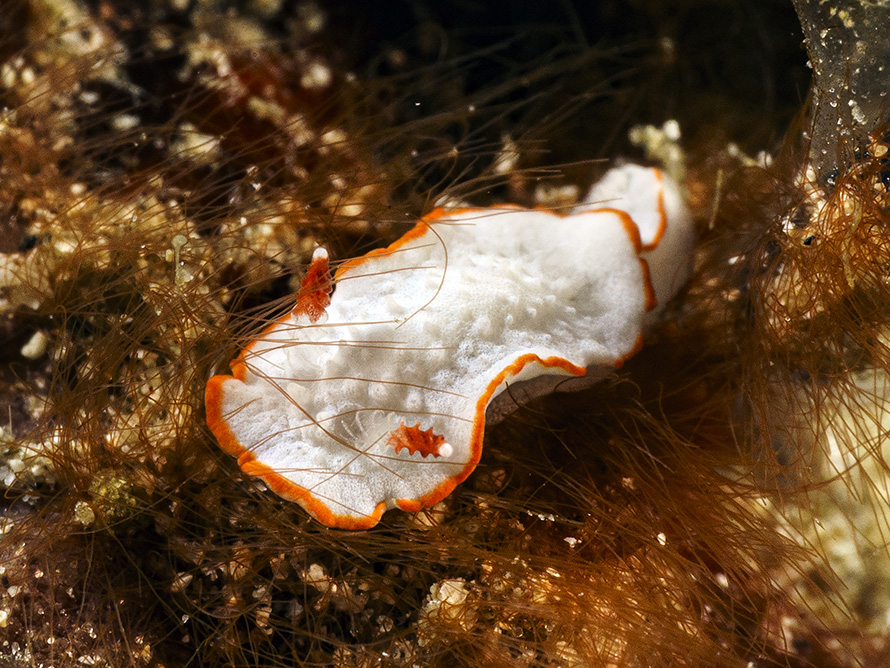 Diaphorodoris mitsui