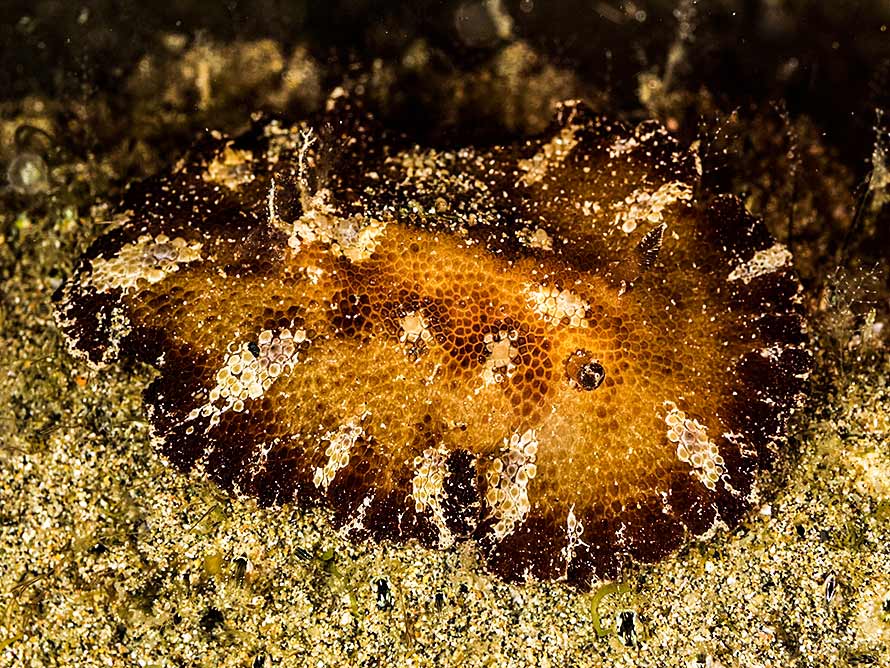 Discodoris cebuensis Bergh, 1877