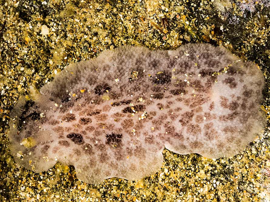 Discodoris lilacina