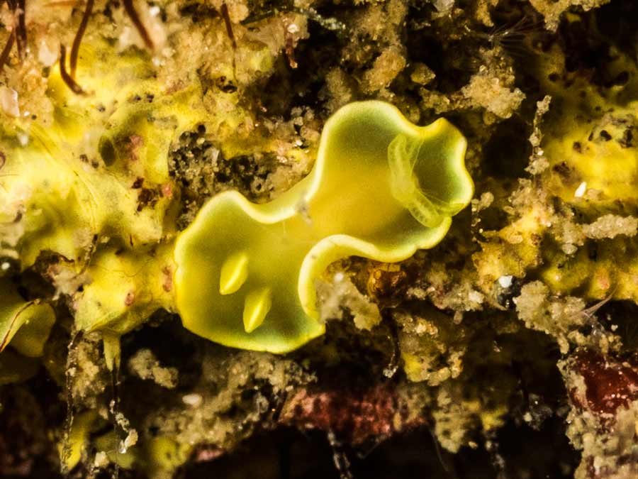Diversidoris crocea