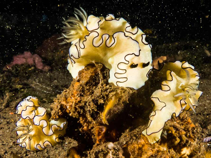 Doriprismatica atromarginata