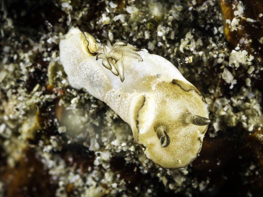 Doriprismatica paladentata