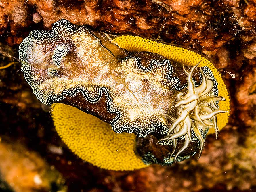 Doriprismatica sp. 3