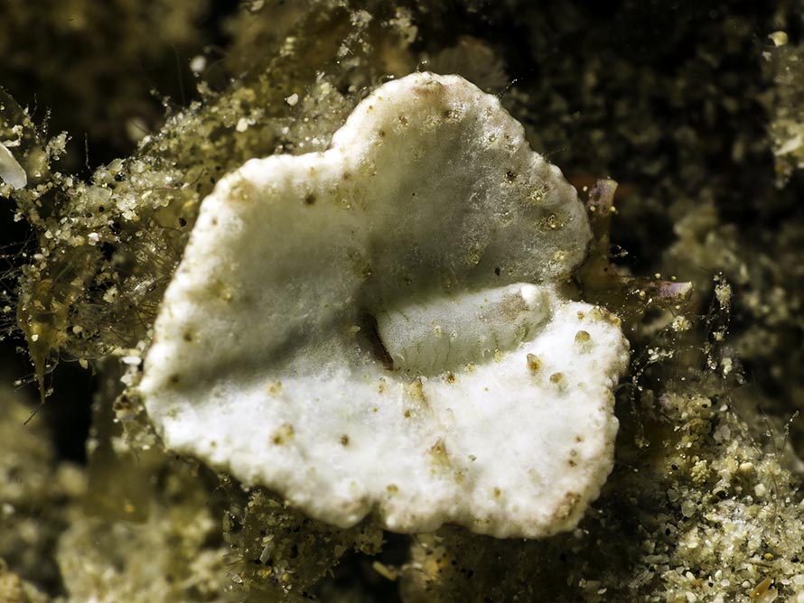 Elysia sp. 15