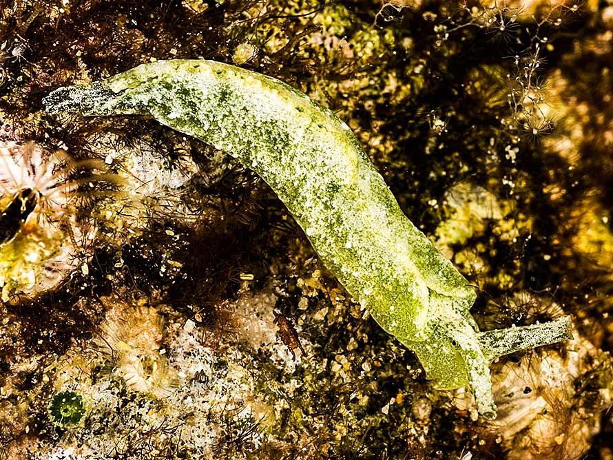 Elysia sp. B
