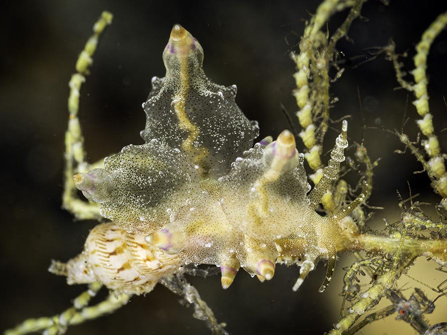 Eubranchus sp. 1