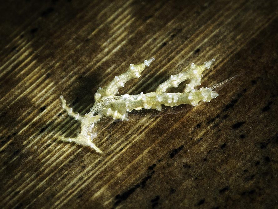 Eubranchus sp. J