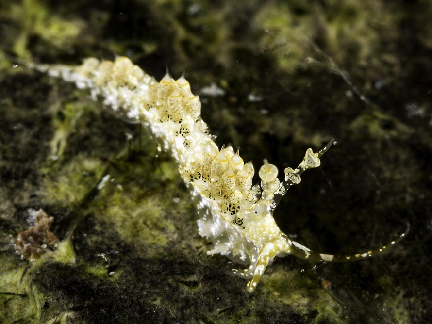 Facelina sp. 1