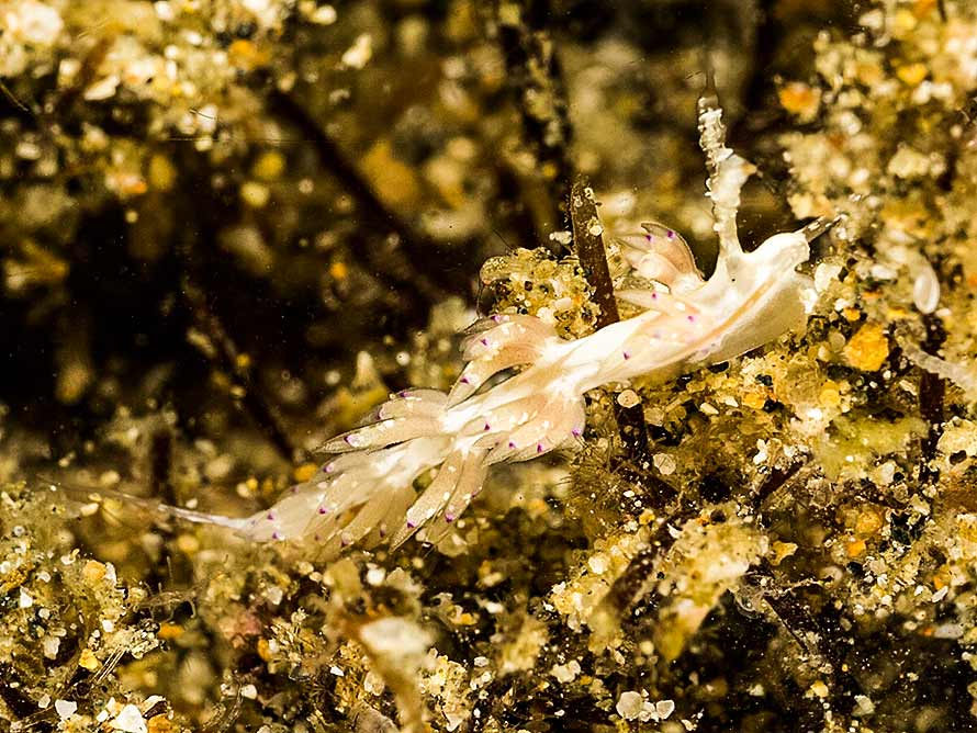 Facelina sp. 5