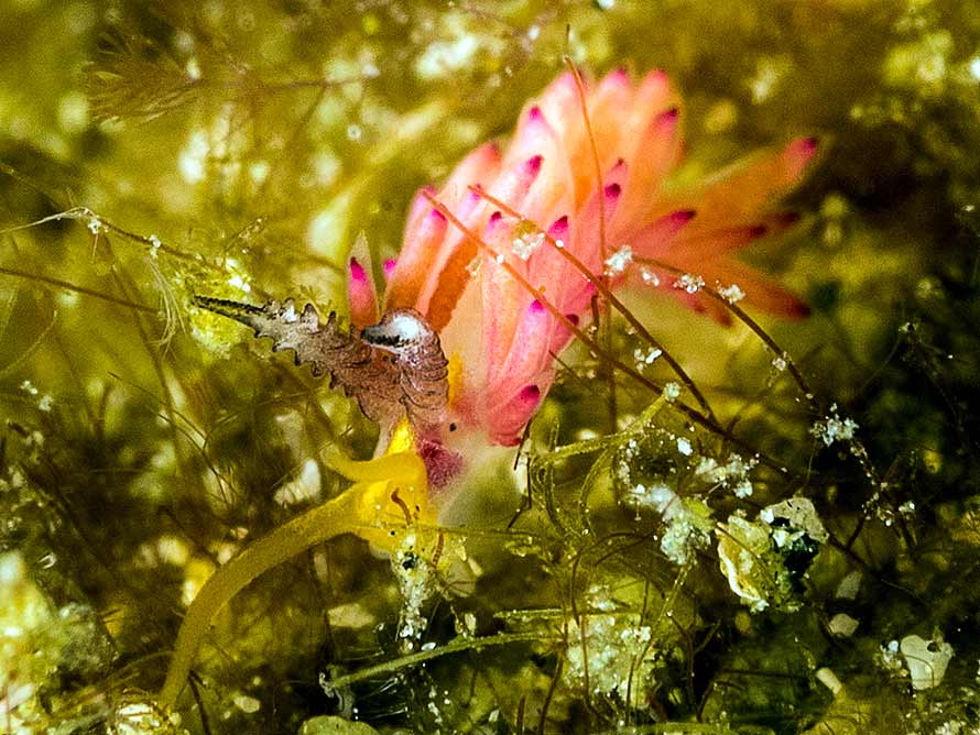 Favorinus mirabilis